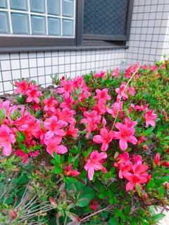 scit-flower_Azalea1.jpg